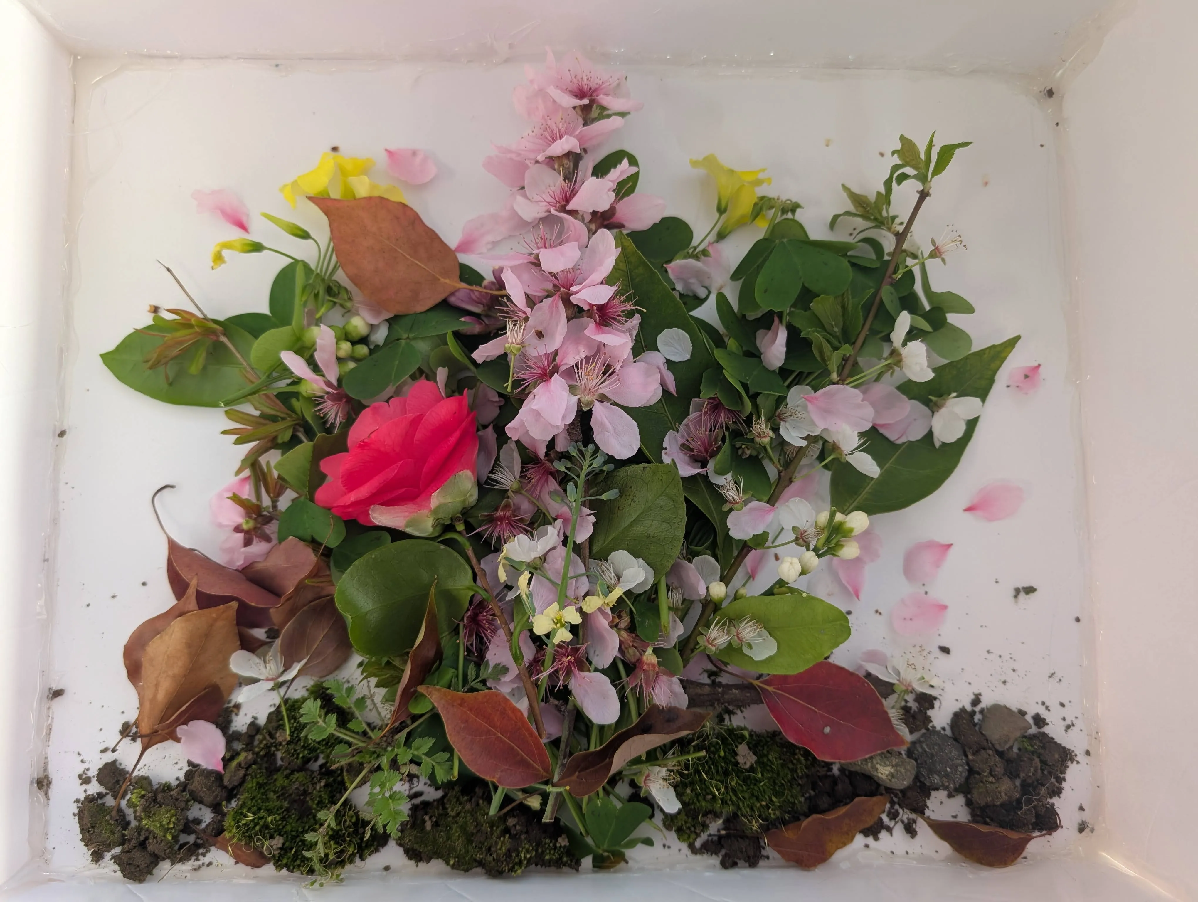 Spring flowers arranged in a foam board box before the epoxy pour
