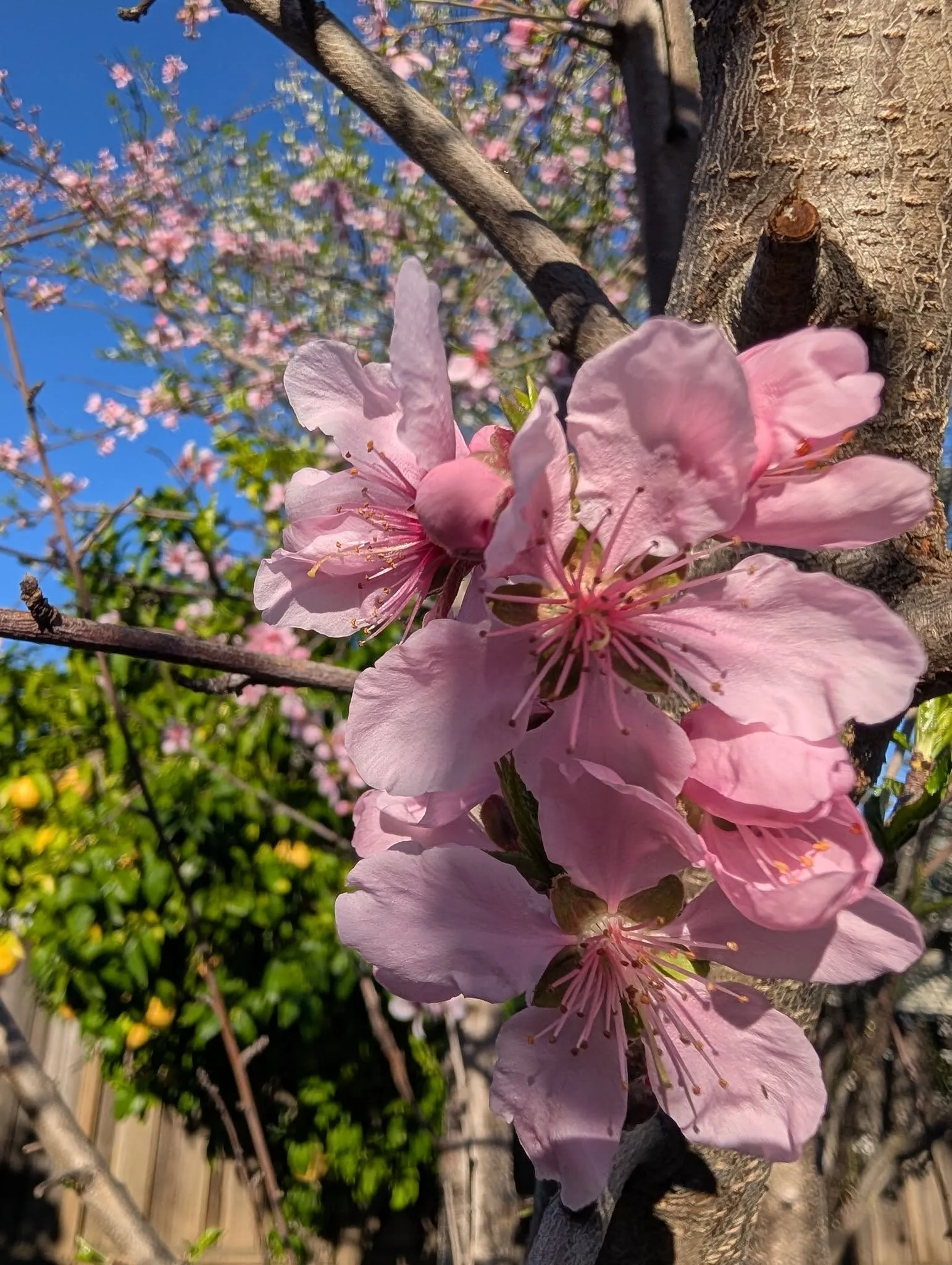 Bright pink peach blossoms on a tree branch in early spring sunlight