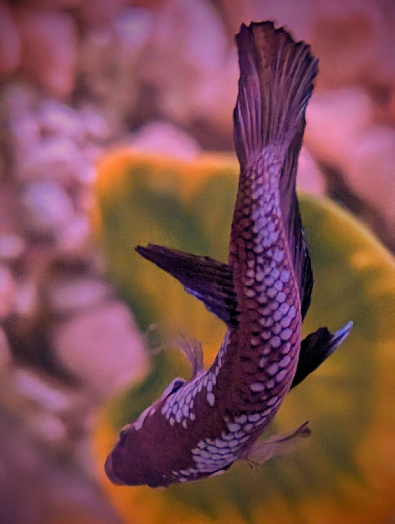 A dark betta fish swimming in purple aquarium light